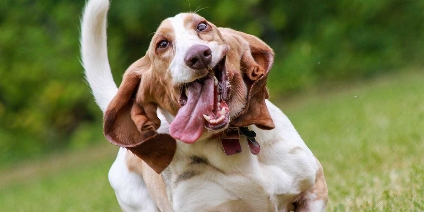 Photo of a happy basset hound