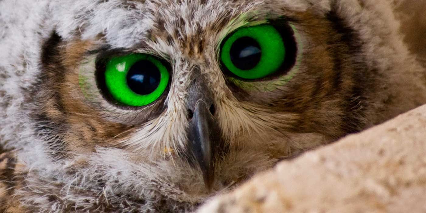 Photo of an owl's eyes