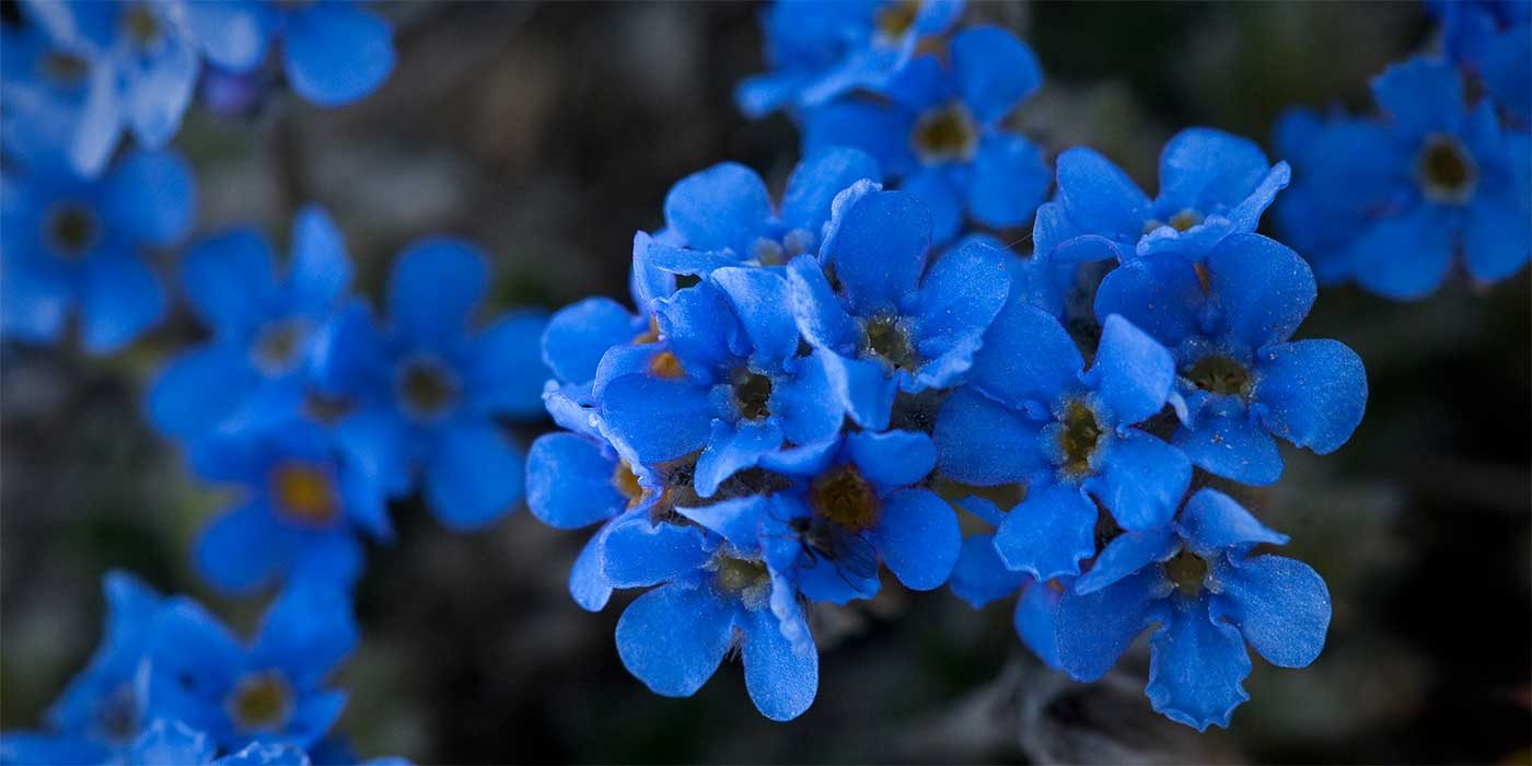 Photo of a forget me not flower