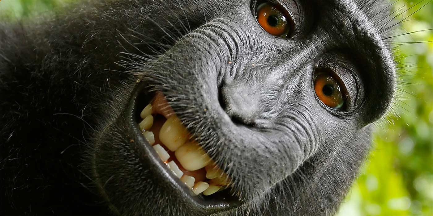 Photo of a monkey smiling