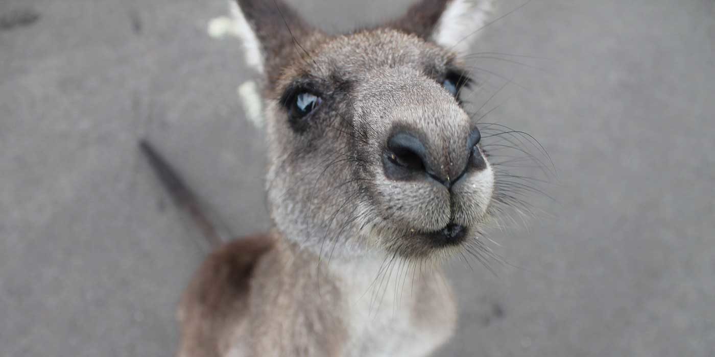 Close up photo of an Australian kangaroo