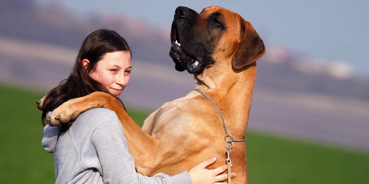 Photo of a Great Dane hugging a woman