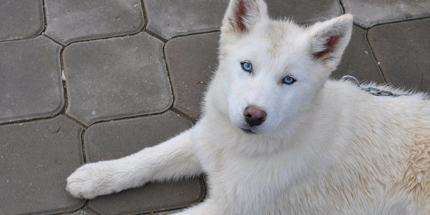 Photo of a white husky with blue eyes