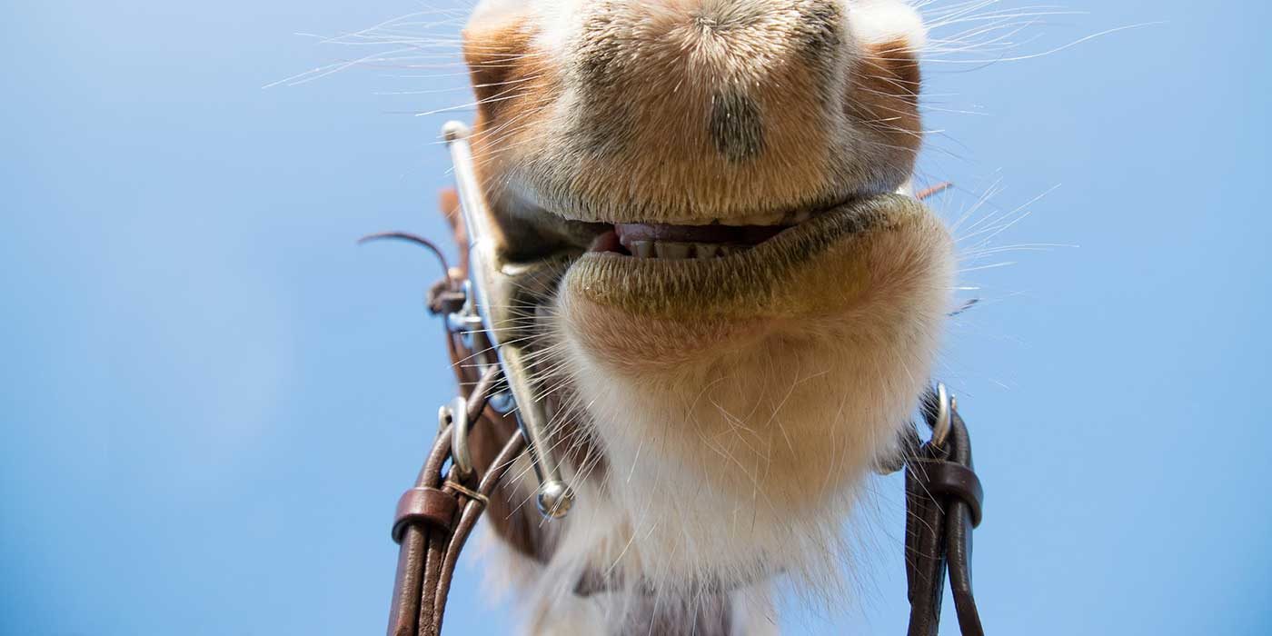 Close up photo of a horse mouth and reins