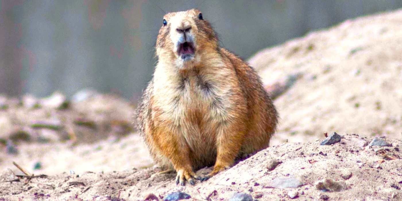 Photo of a surprised prairie dog