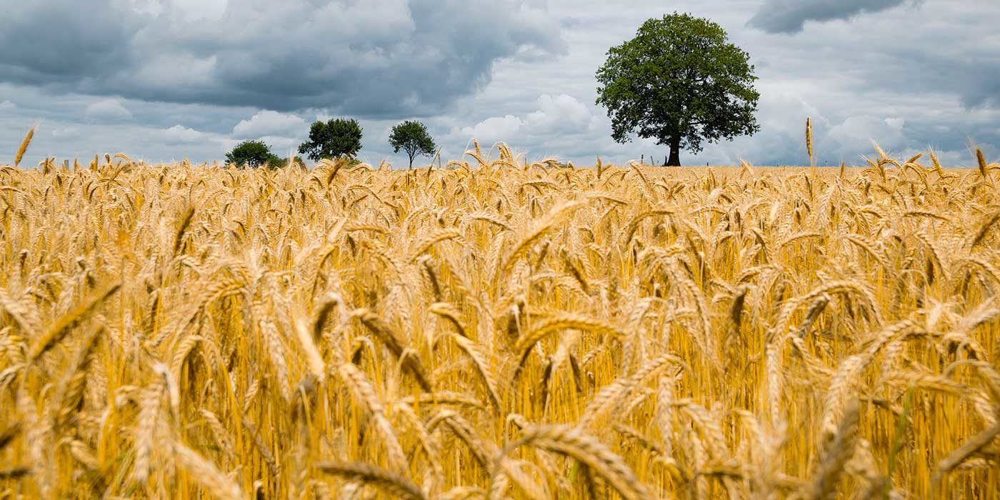 Photo of a barley field and blue sky