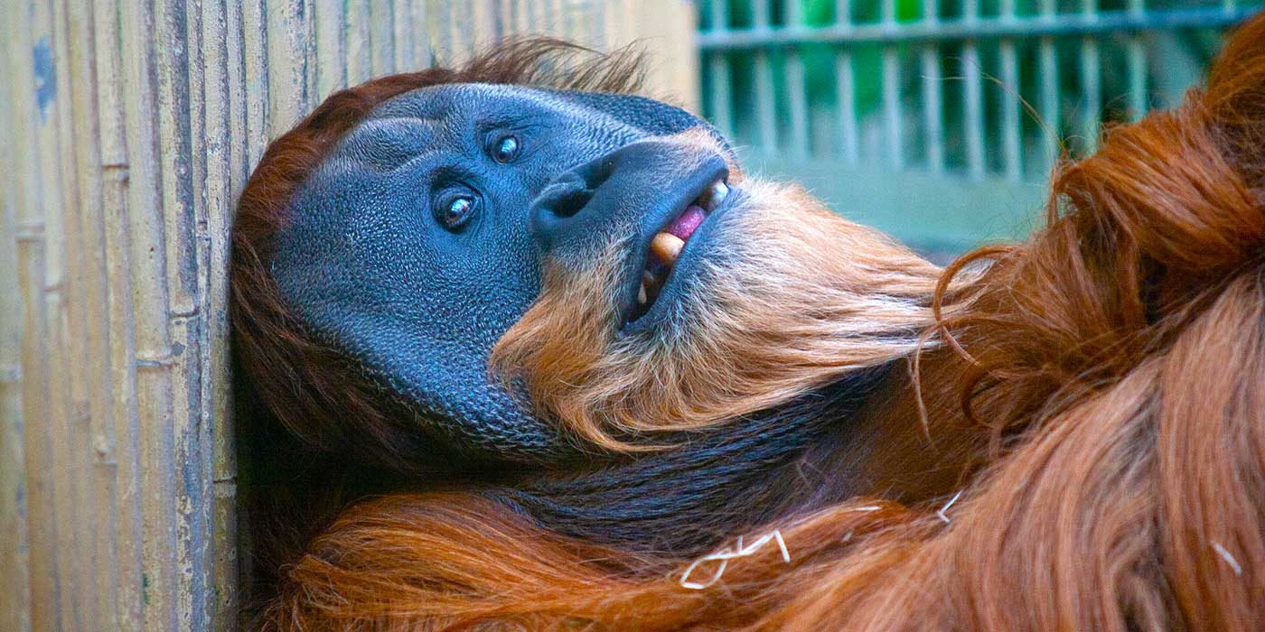 Photo of an orangutan lying down